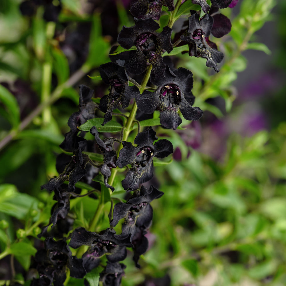 Angelonia angustifolia 'Balangflac' ~ AngelFlare™ Black Summer Snapdragon-ServeScape