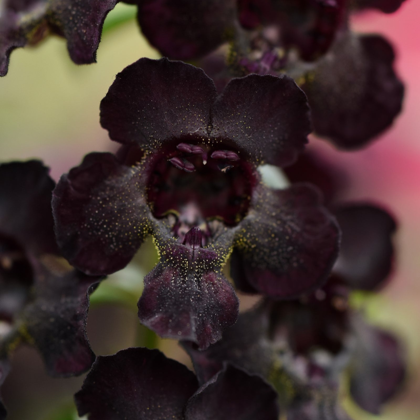 Angelonia angustifolia 'Balangflac' ~ AngelFlare™ Black Summer Snapdragon-ServeScape