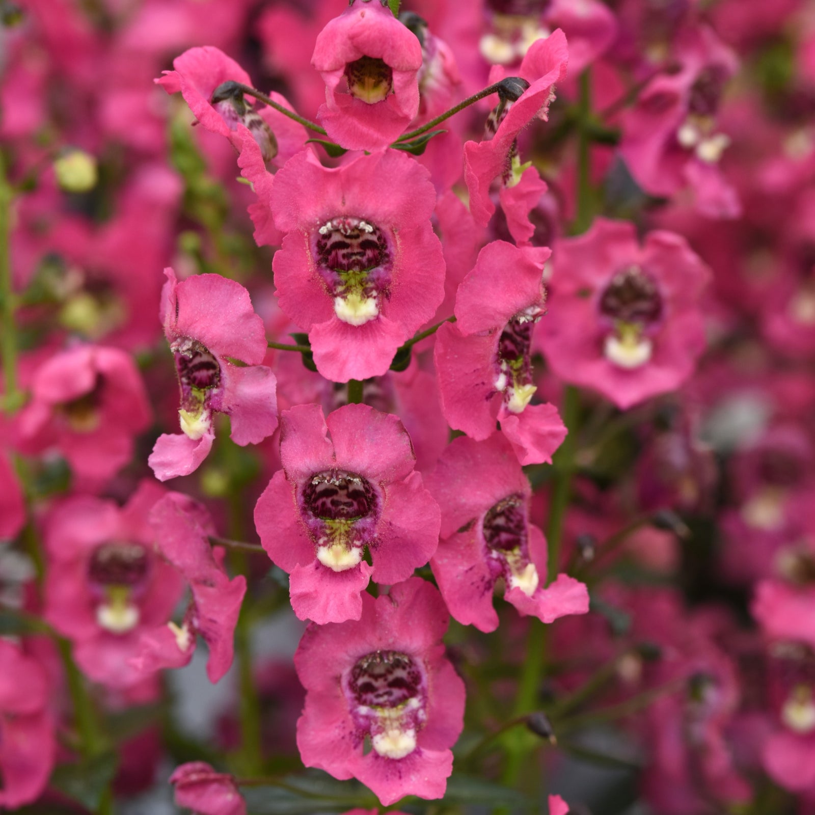 Angelonia angustifolia 'Balacroralim' ~ Archangel™ Coral Summer Snapdragon-ServeScape