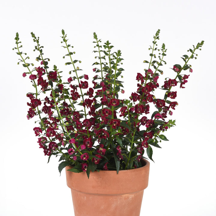 Angelonia angustifolia 'Balarcsang' ~ Archangel™ Ruby Sangria Summer Snapdragon-ServeScape