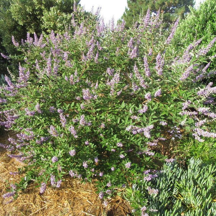 Vitex x ‘Helen Froehlich’ ~ Monrovia® Summertime Blues™ Chaste Tree-ServeScape