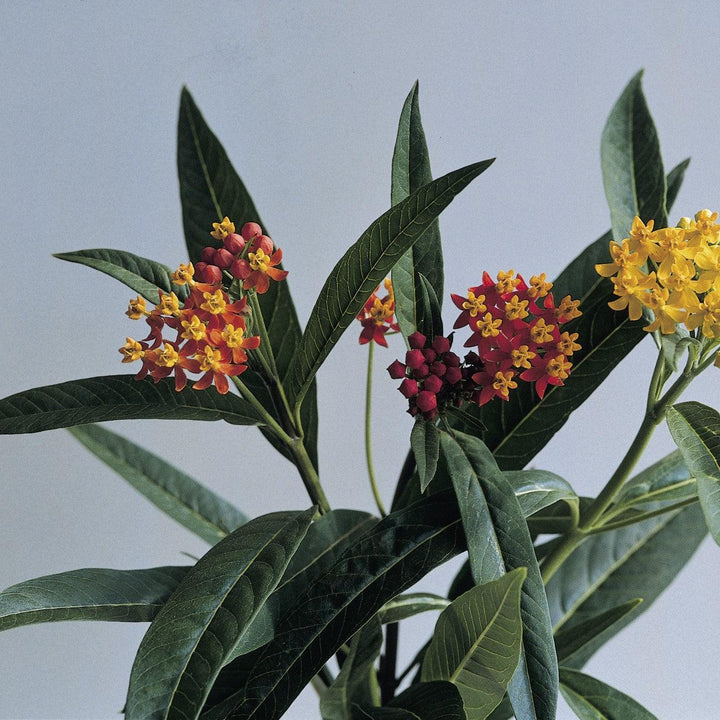 Asclepias curassavica 'Silky Deep Red' ~ Silky Deep Red Milkweed-ServeScape