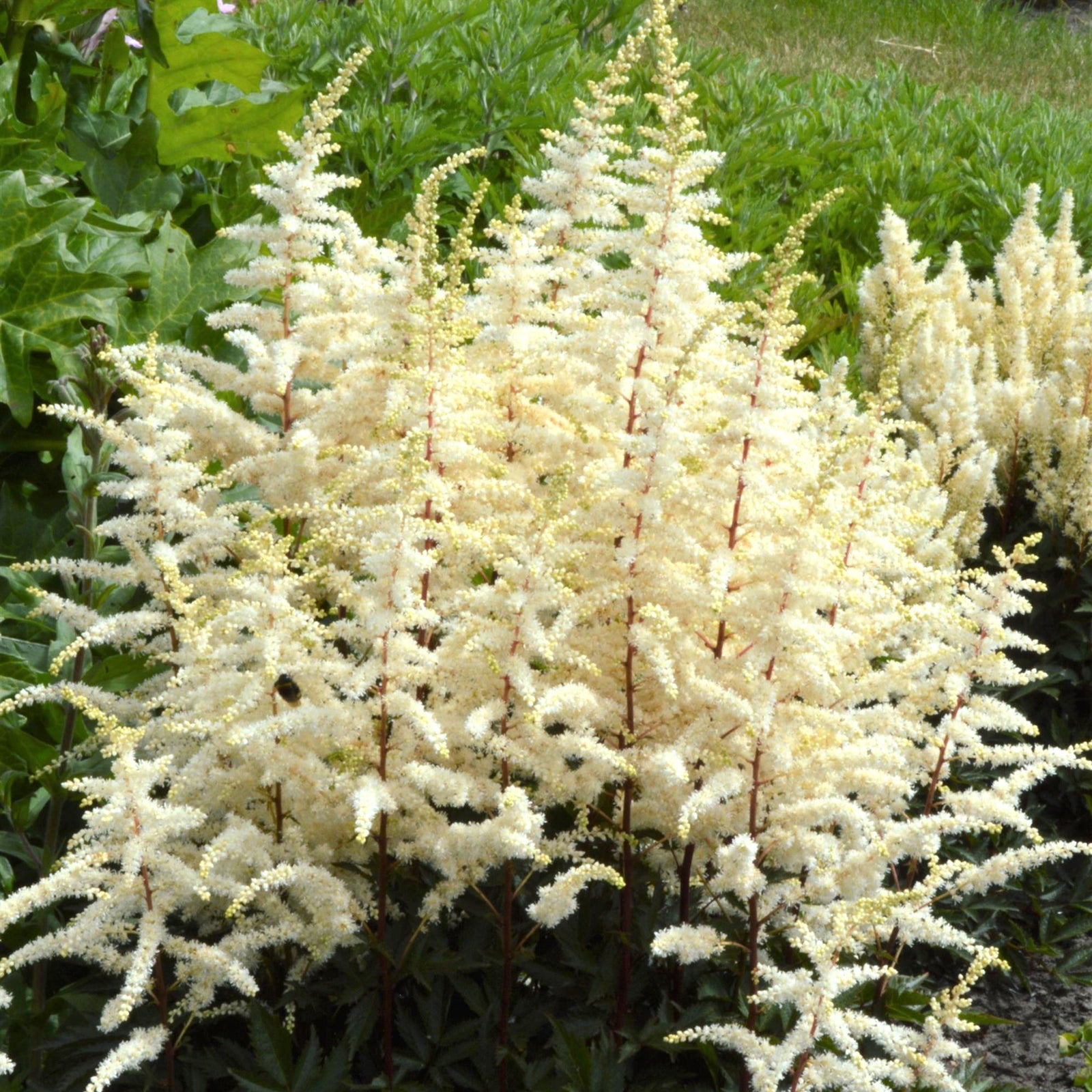Astilbe x arendsii 'Cappuccino' ~ Cappuccino Astilbe-ServeScape