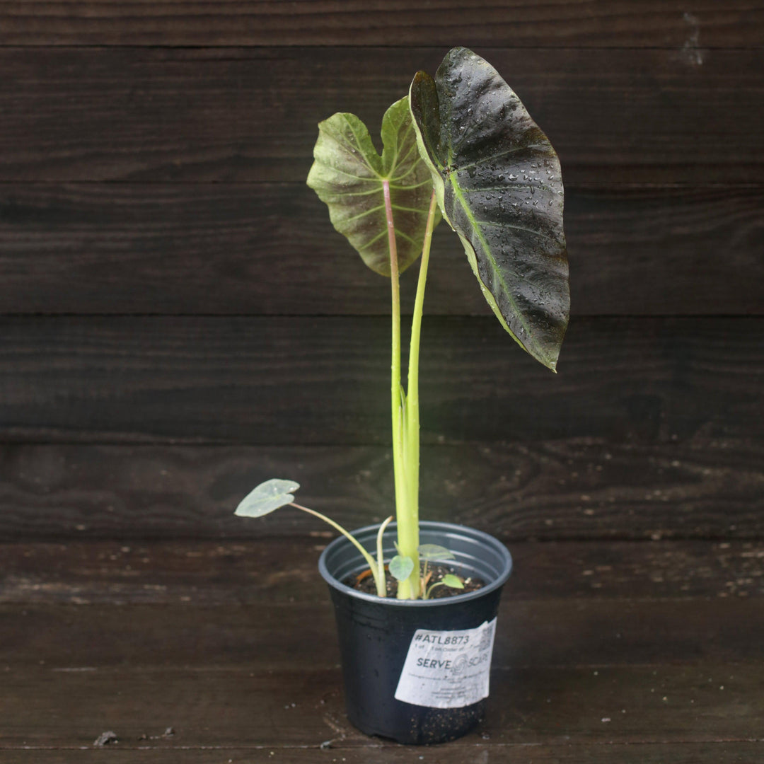 Colocasia esculenta 'Illustris' ~ Monrovia® Illustris Elephant Ear, Taro-ServeScape