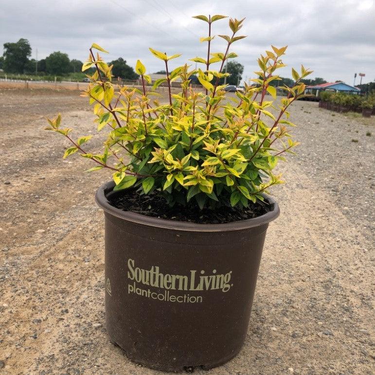 Abelia x grandiflora 'Kaleidoscope' ~ Kaleidoscope Abelia-ServeScape