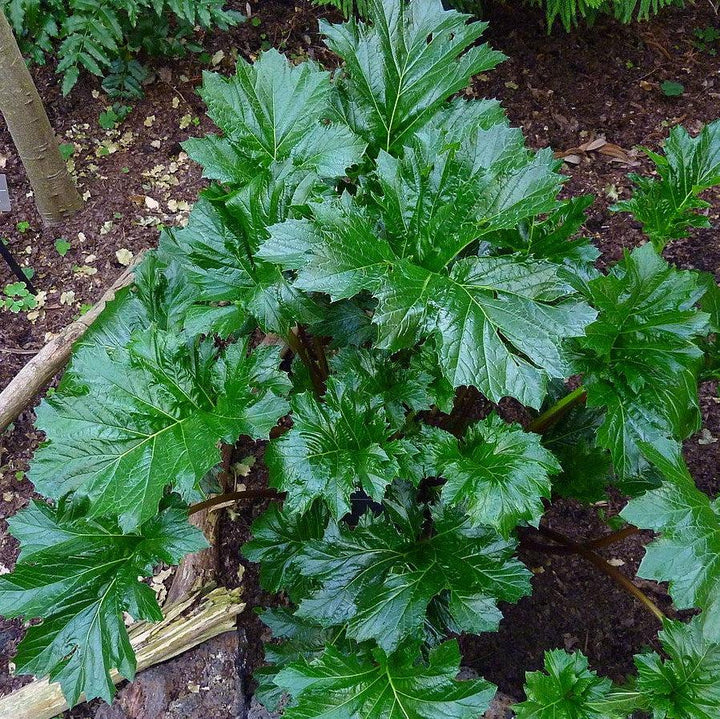 Acanthus mollis 'Oak Leaf' ~ Monrovia® Oak Leaf Acanthus-ServeScape