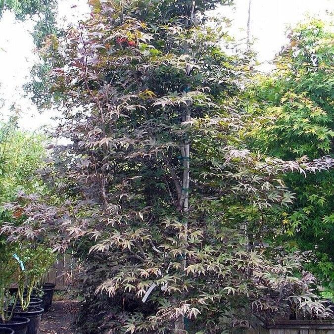 Acer palmatum 'Moonfire' ~ Moonfire Japanese Maple-ServeScape