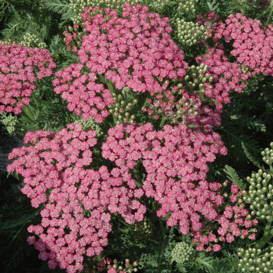Achillea millefolium 'Pink Grapefruit' ~ Pink Grapefruit Yarrow-ServeScape