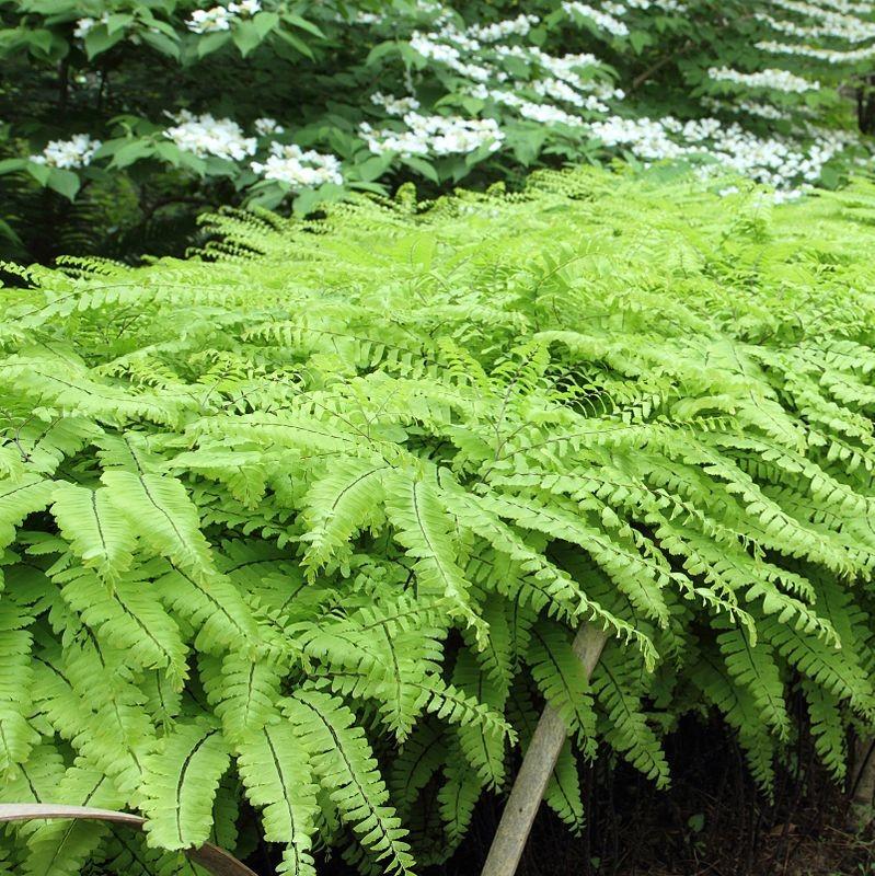 Adiantum pedatum ~ Monrovia® Northern Maidenhair Fern-ServeScape