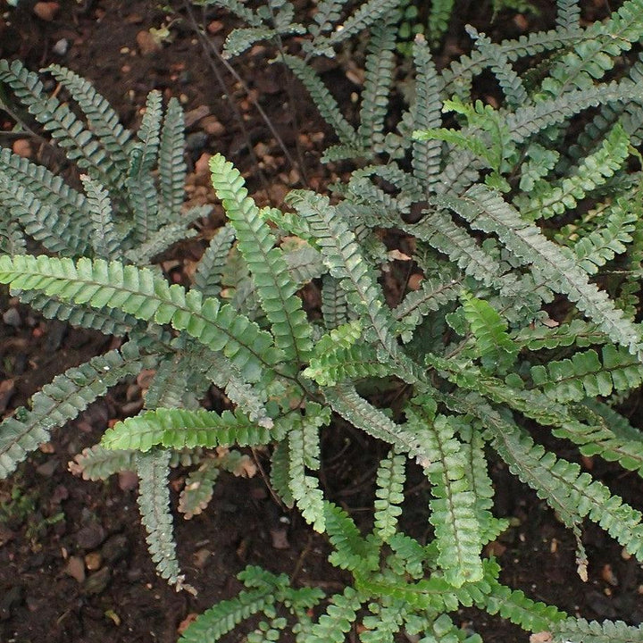 Adiantum hispidulum ~ Monrovia® Rosy Australian Maidenhair Fern-ServeScape