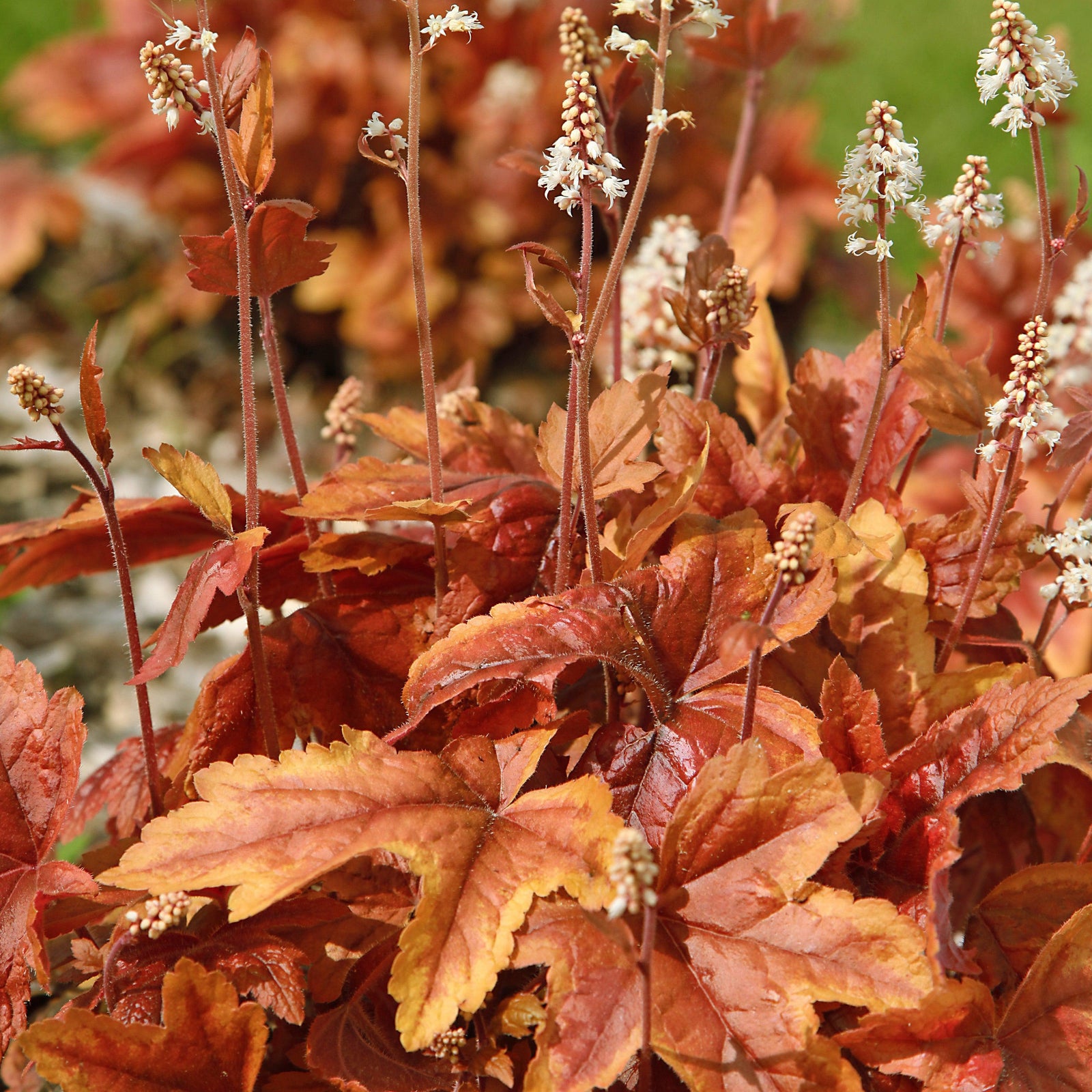 Heucherella 'Copper King' ~ Copper King Foamy Bells-ServeScape