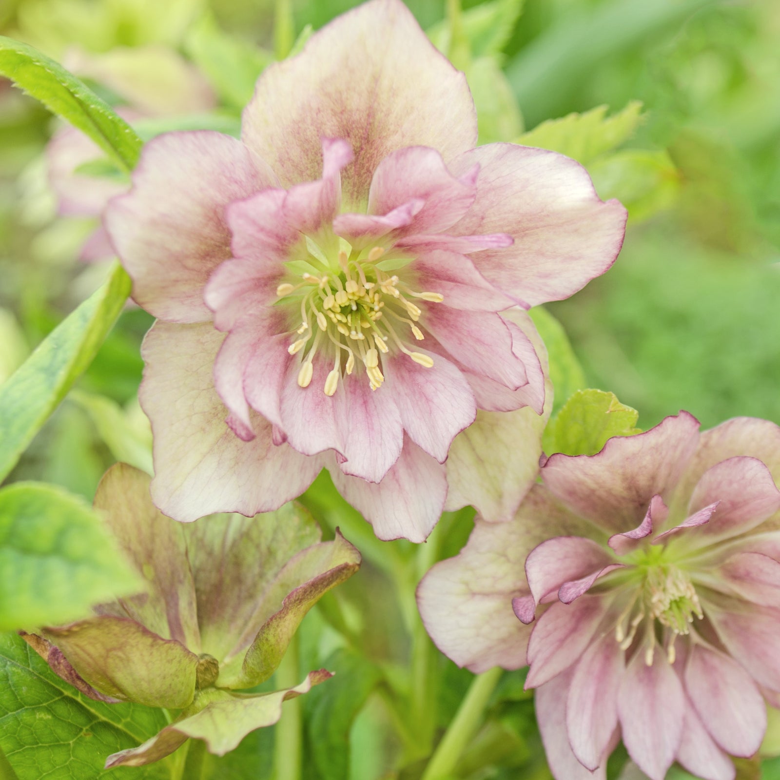 Helleborus x orientalis 'Double Ellen Pink' ~ Double Ellen Pink Lenten Rose-ServeScape