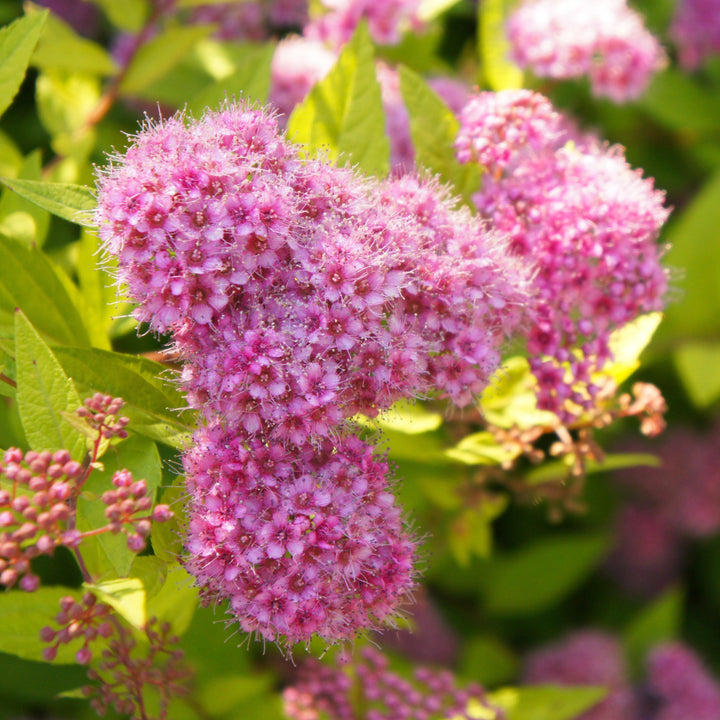 Spiraea japonica 'Golden Select' ~ Poprocks® Pineapple Spirea-ServeScape