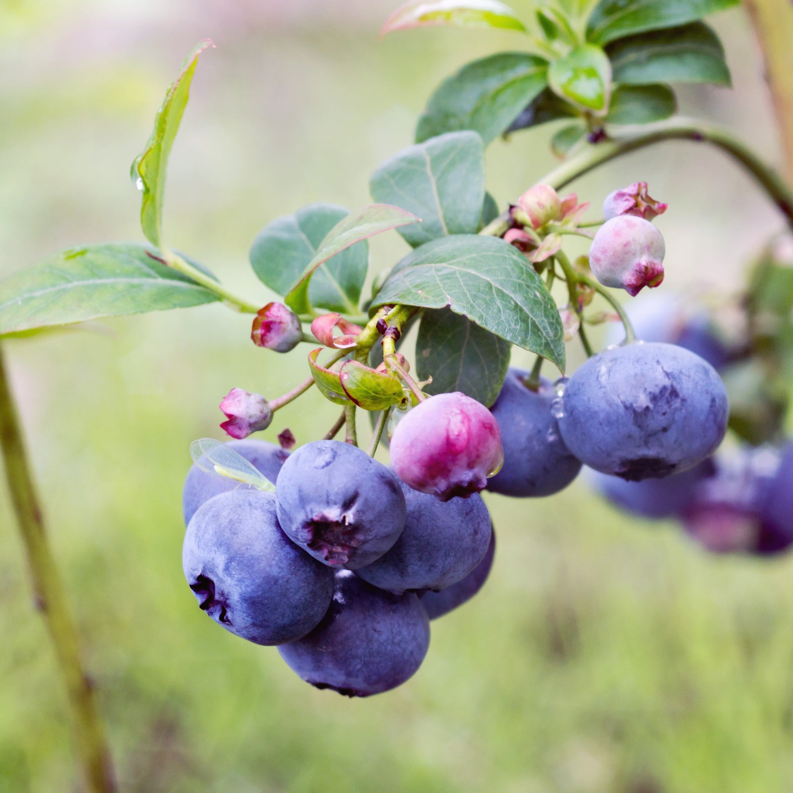 Vaccinium corymbosum 'Bluecrop' ~ Bluecrop Highbush Blueberry-ServeScape