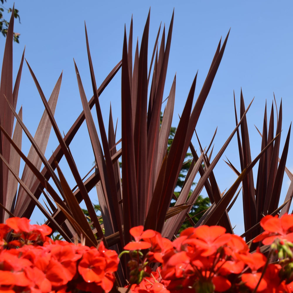 Cordyline australis 'FILIRESTA' ~ Monrovia® Little Red Star Cordyline-ServeScape