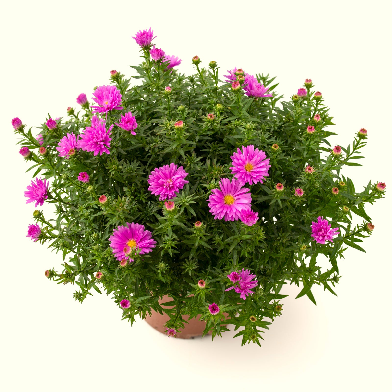 Aster dumosus 'Bahamas' ~ Island® Bahamas Aster-ServeScape