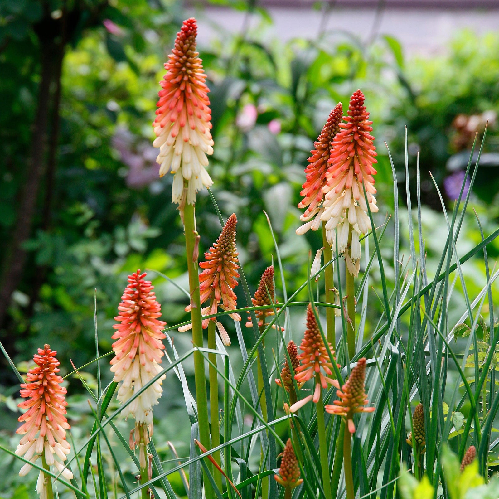 Kniphofia 'High Roller' ~ High Roller Red Hot Poker-ServeScape