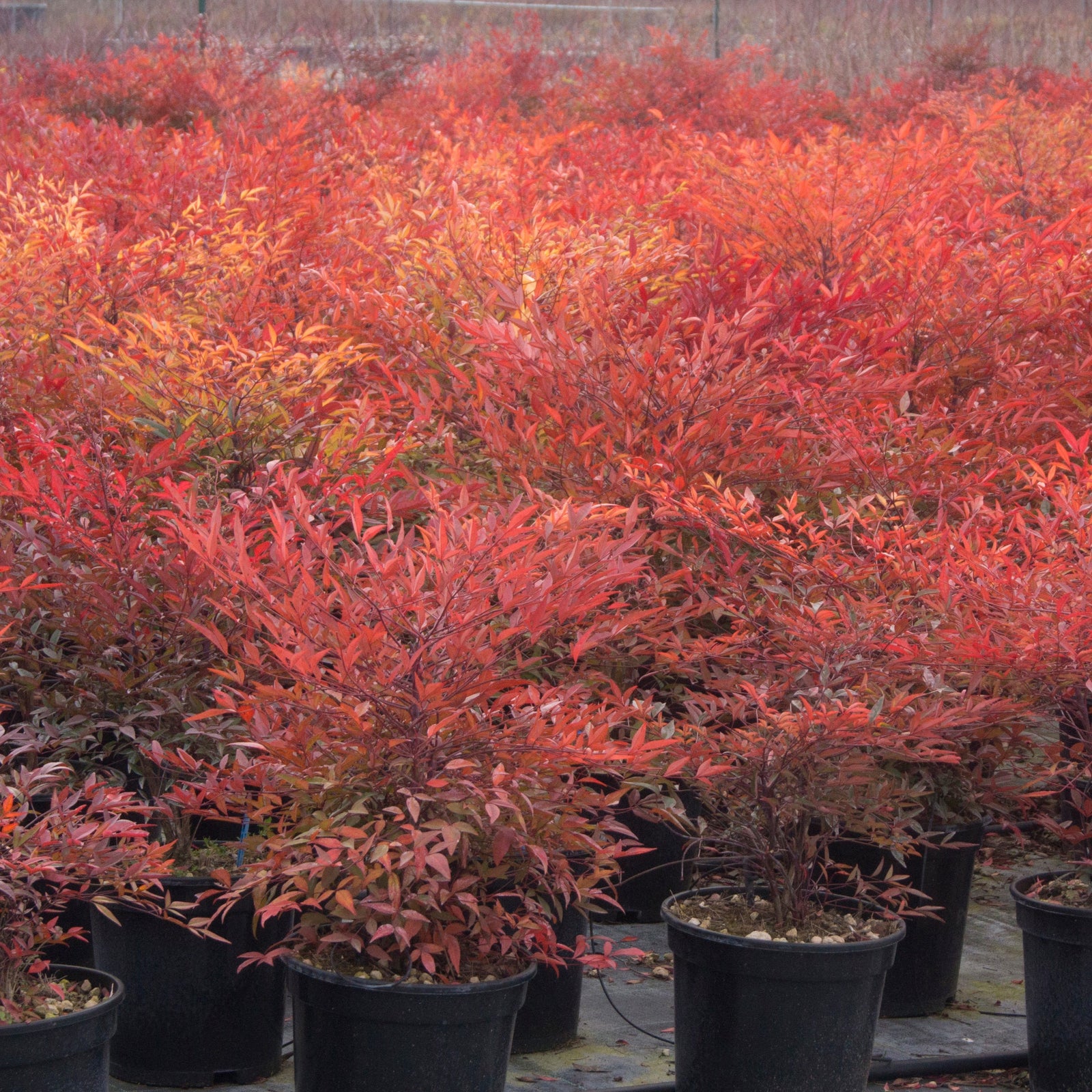 Nandina domestica 'ZHNAN53' ~ Cool Glow® Pomegranate Heavenly Bamboo-ServeScape