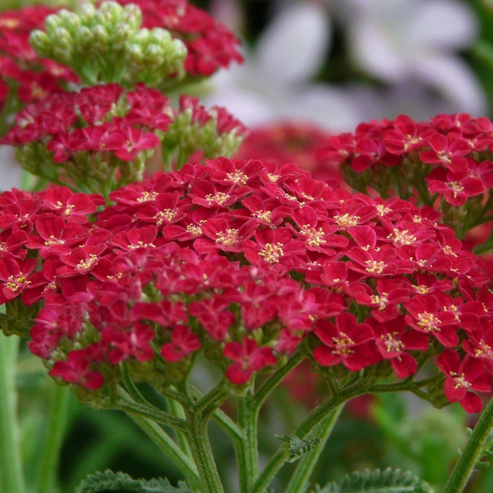 Achillea millefolium ‘Desred’ ~ Monrovia® Desert Eve™ Deep Red Yarrow-ServeScape
