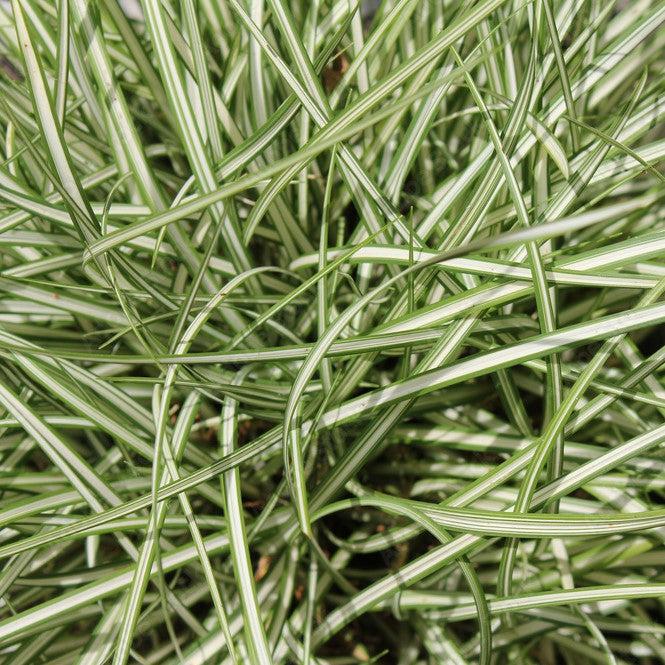 Carex oshimensis 'Everlite' PP28,568 ~ Evercolor® Everlite Variegated Sedge-ServeScape