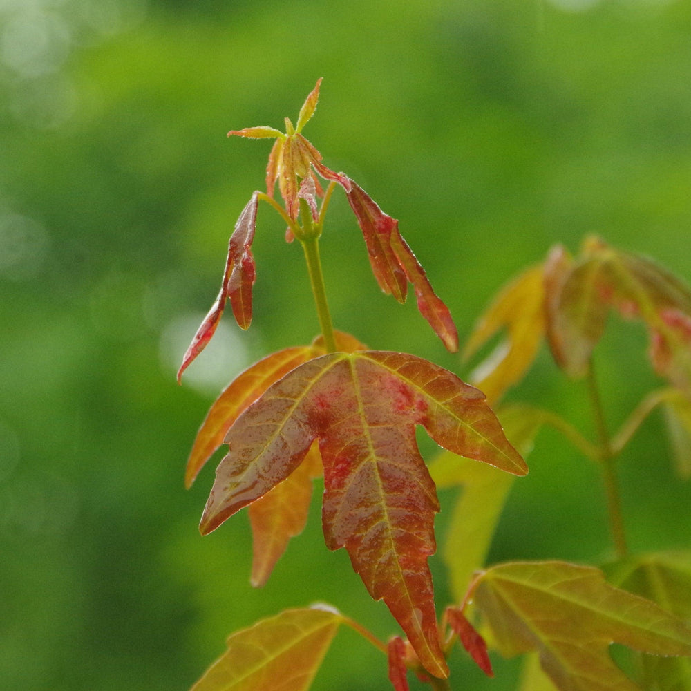 Acer buergerianum 'Angyo Weeping' ~ Angyo Weeping Trident Maple-ServeScape