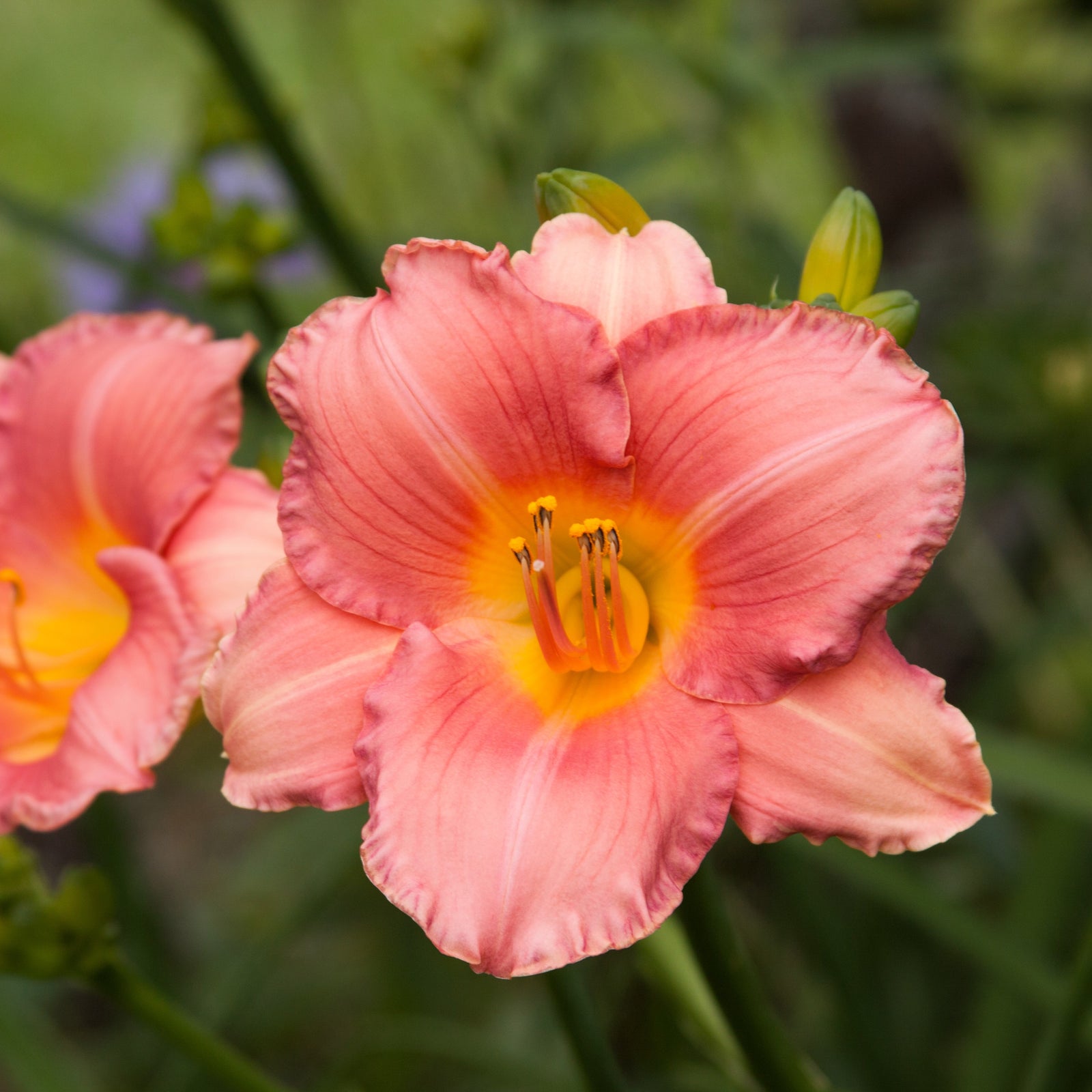 Hemerocallis 'Scottish Fantasy' ~ Scottish Fantasy Daylily-ServeScape