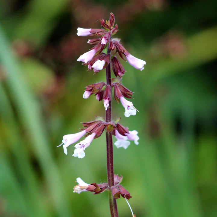 Heuchera 'Electric Plum' ~ Electric Plum Coral Bells-ServeScape