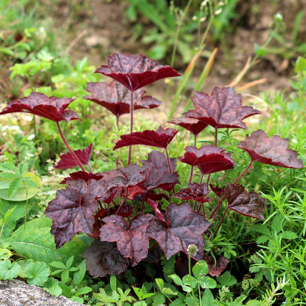 Heuchera 'Electric Plum' ~ Electric Plum Coral Bells-ServeScape