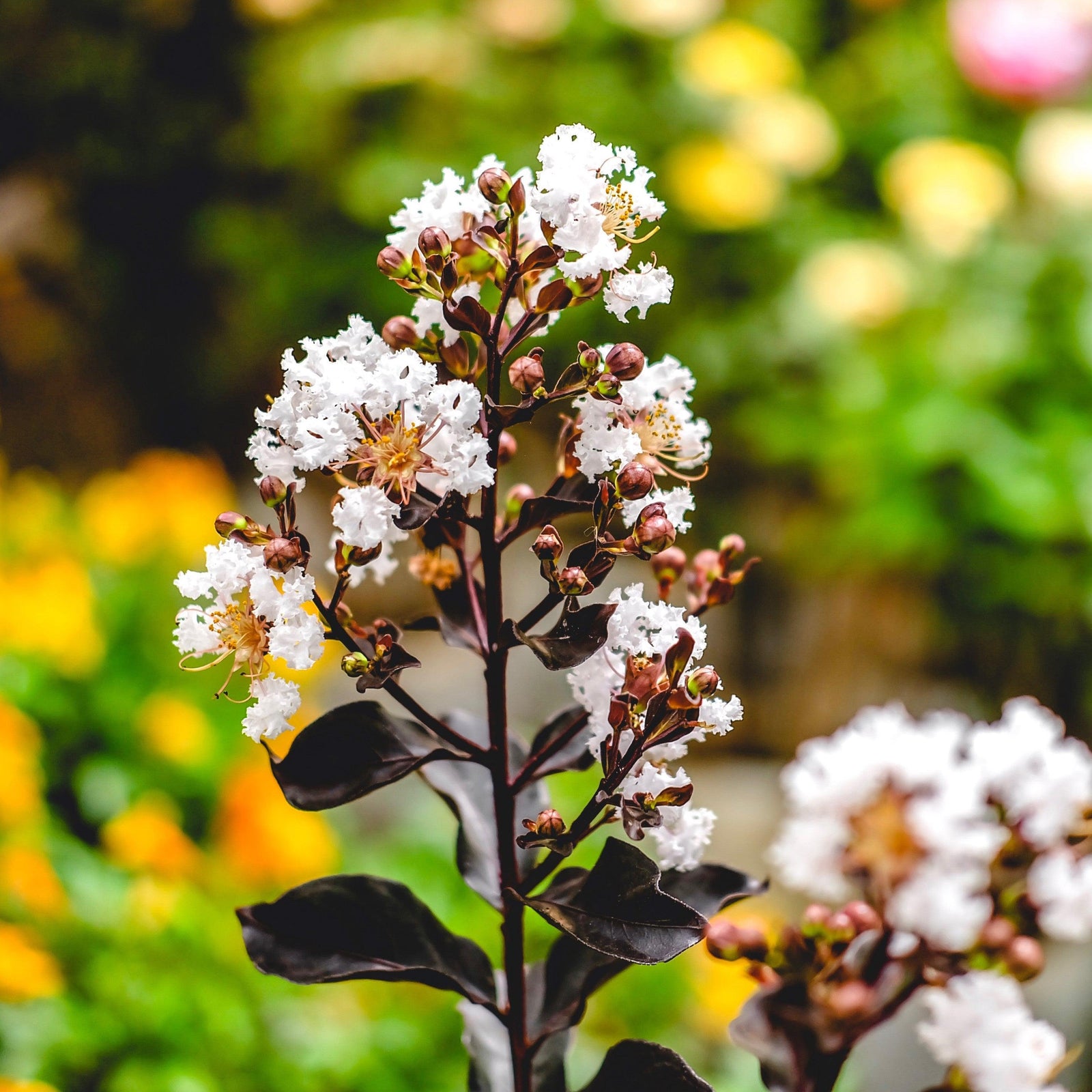 Lagerstroemia 'Baillagone' PP30,360 ~ First Editions® Lunar Magic® Crape Myrtle-ServeScape