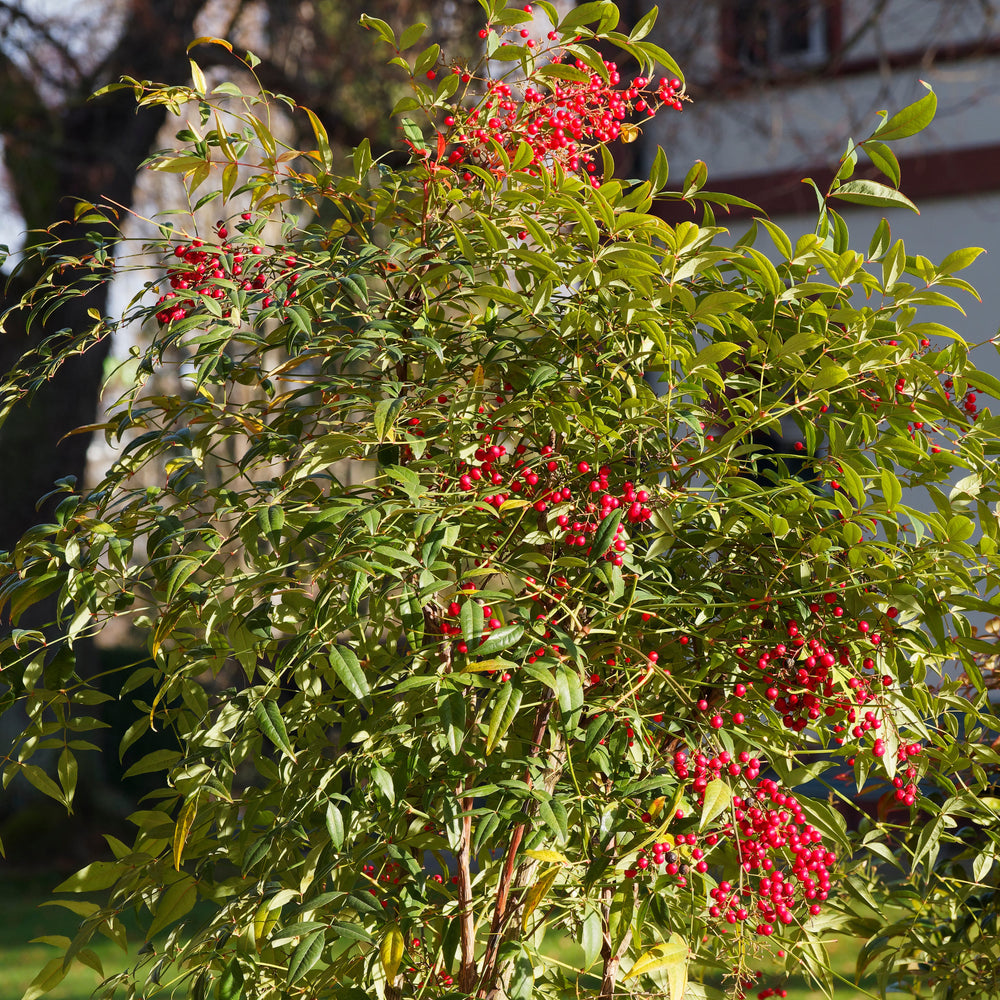 Nandina domestica 'Compacta' ~ Compact Heavenly Bamboo-ServeScape