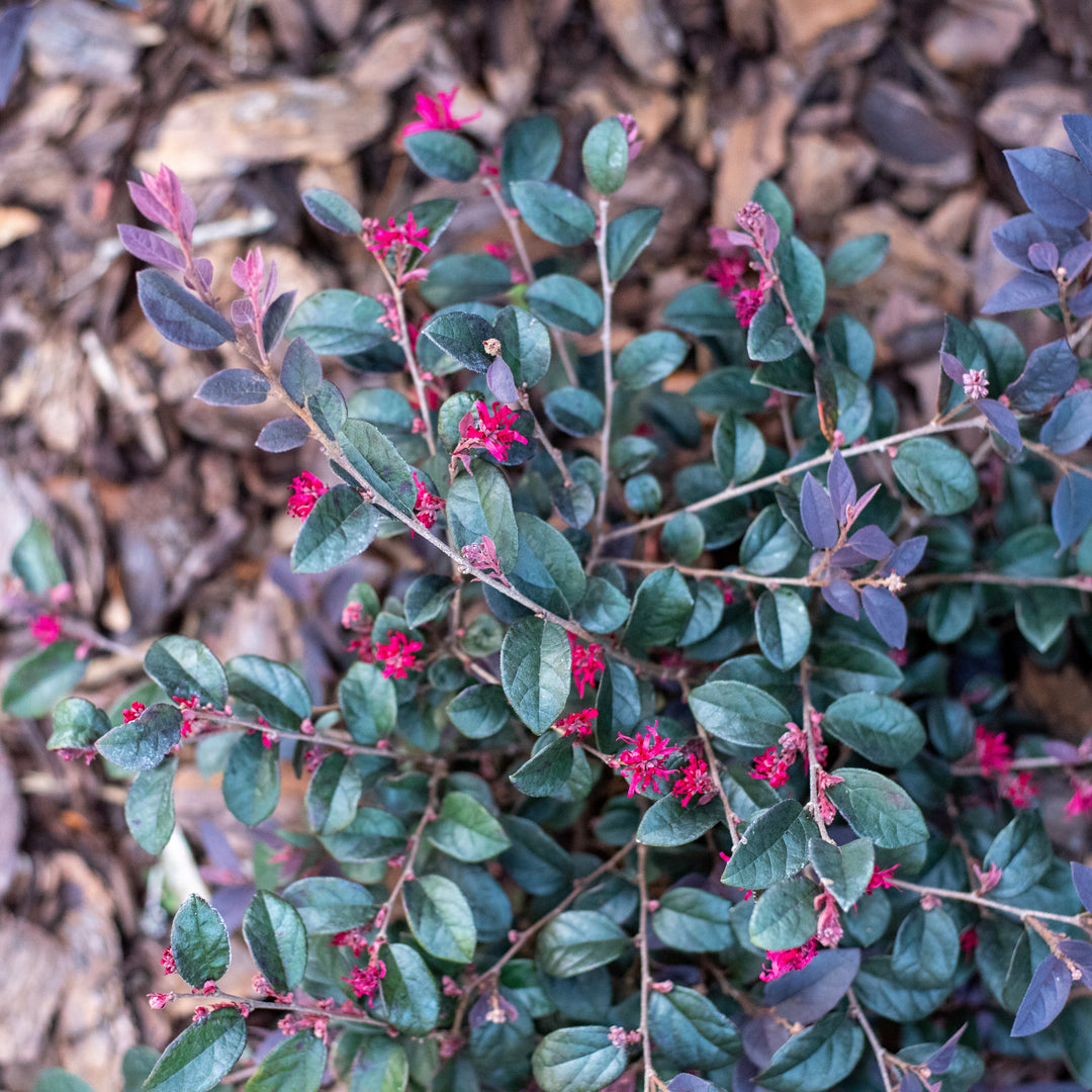 Loropetalum chinense 'Red Chocolate' ~Red Chocolate Fringe Flower-ServeScape