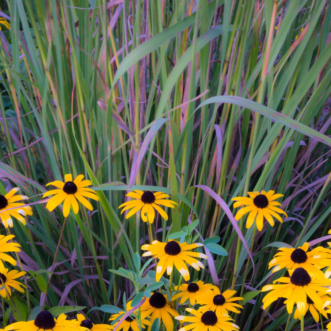 Schizachyrium scoparium 'Twilight Zone' PP27432 ~ Twilight Zone Little Bluestem-ServeScape