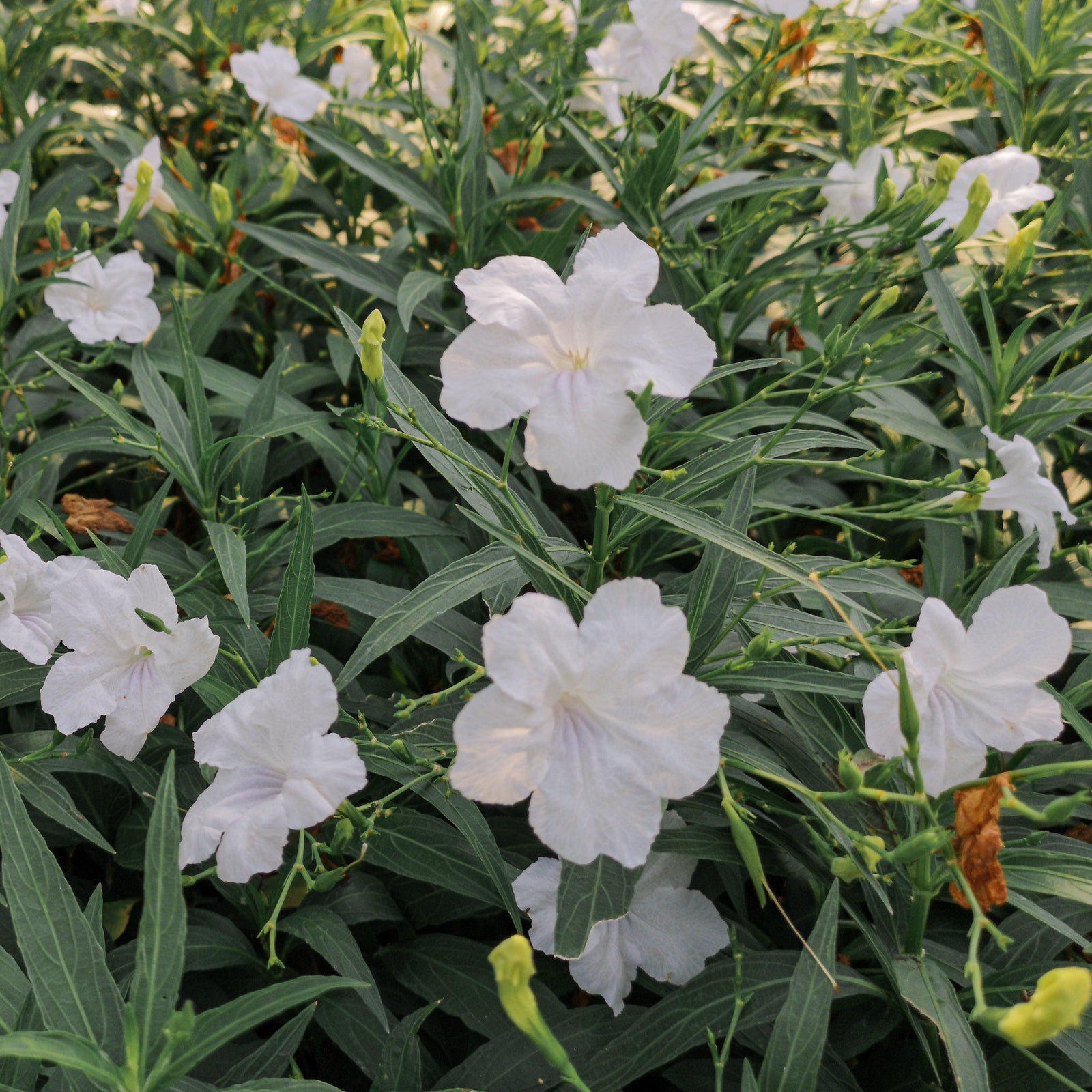 Ruellia simplex 'R10-108' PP25156 ~ Mayan™ White Mexican Petunia-ServeScape
