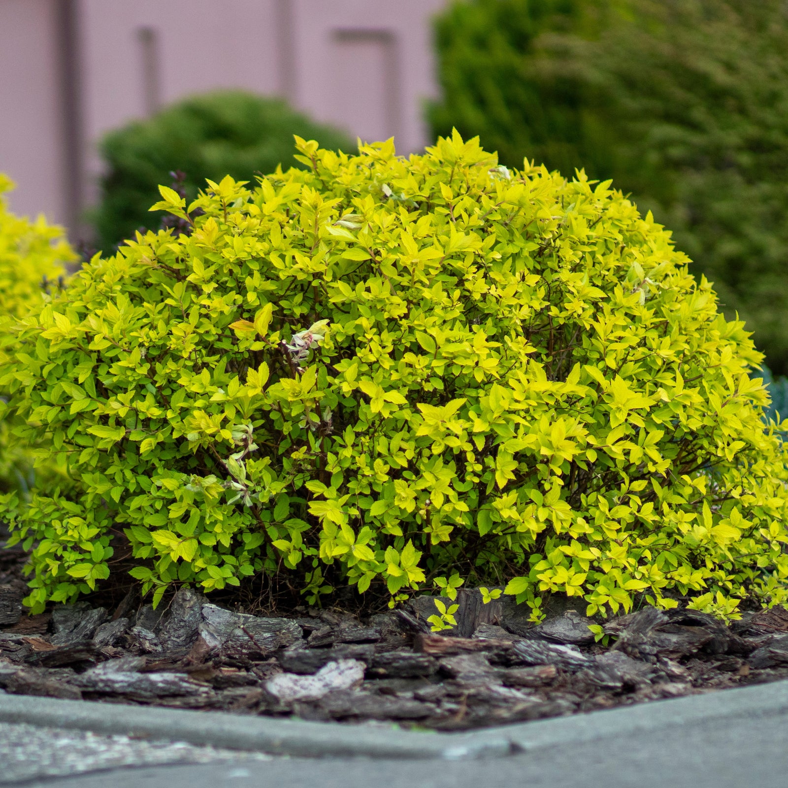 Spiraea japonica 'Golden Select' ~ Poprocks® Pineapple Spirea-ServeScape