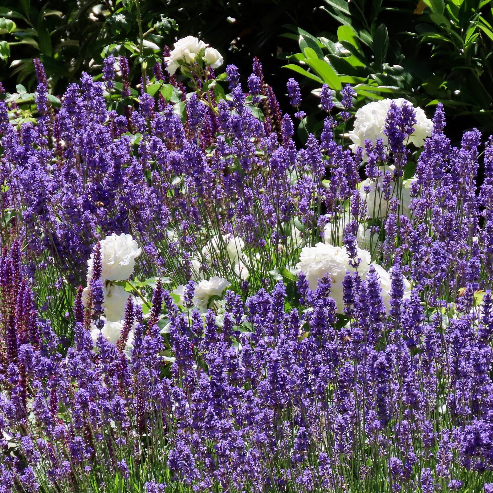 Salvia x sylvestris 'DSALRS203’ ~ Sallyrosa™ April Night Meadow Sage-ServeScape