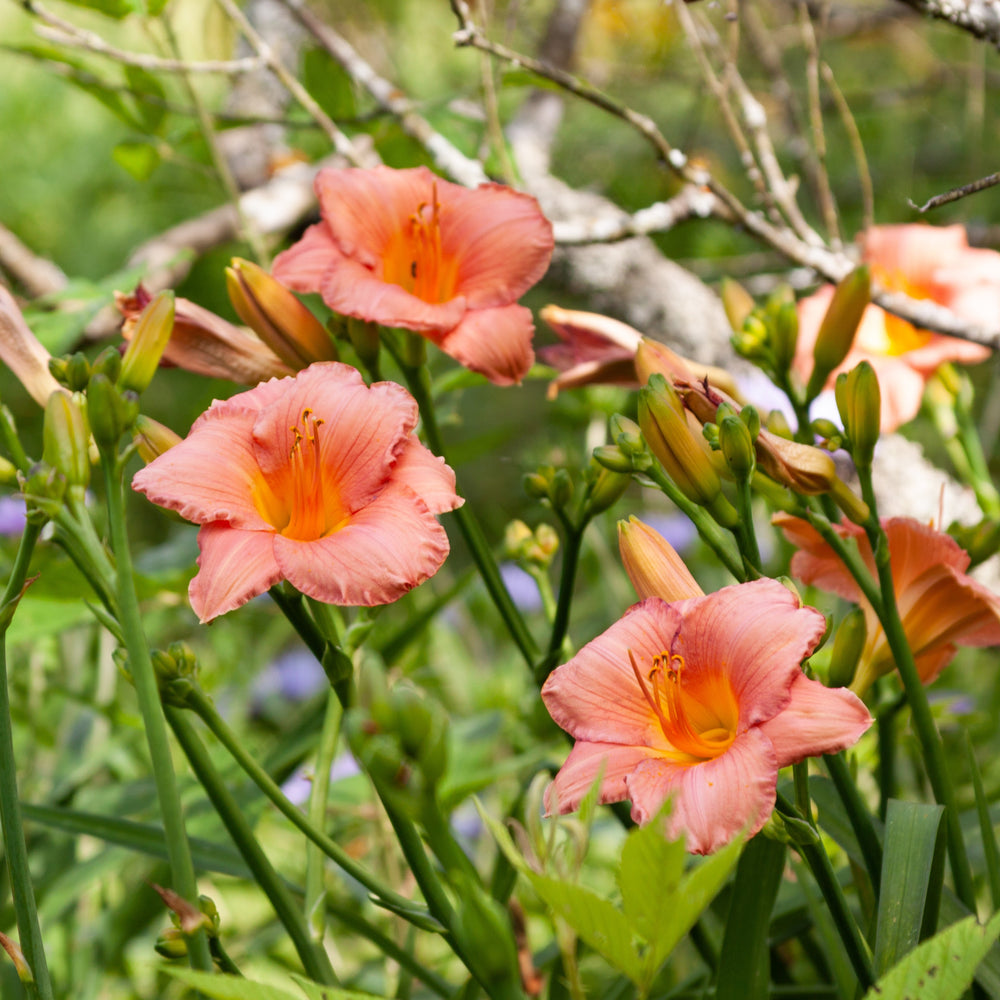 Hemerocallis 'Scottish Fantasy' ~ Scottish Fantasy Daylily-ServeScape