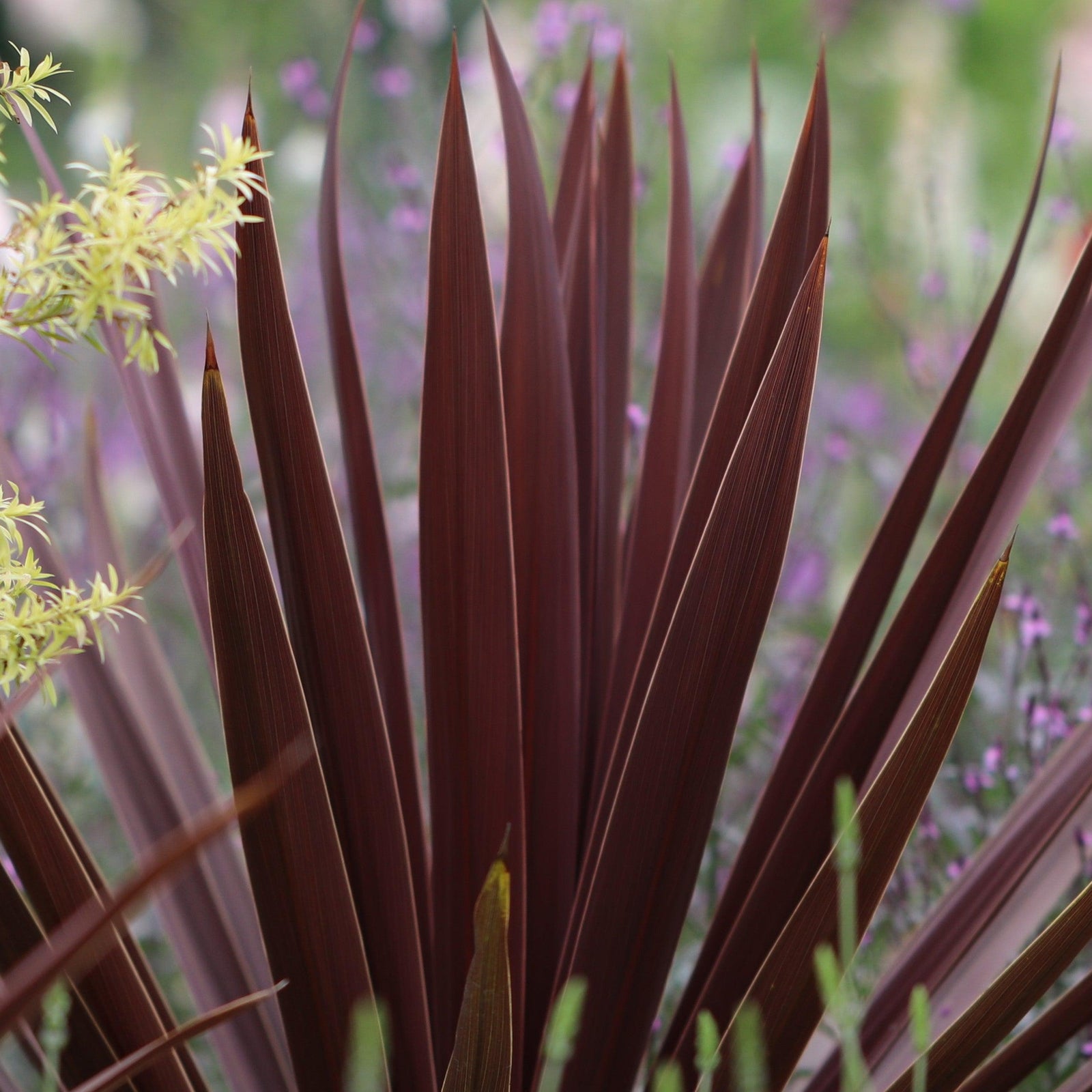 Cordyline australis 'FILIRESTA' ~ Monrovia® Little Red Star Cordyline-ServeScape