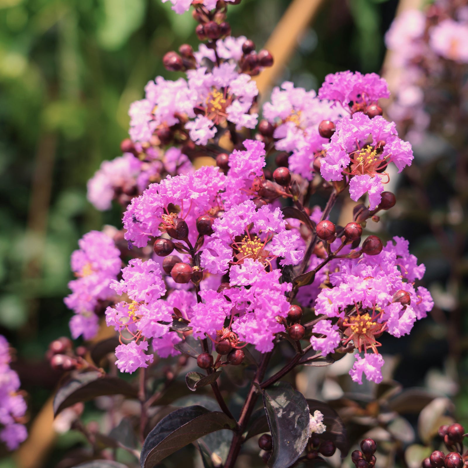 Lagerstroemia x 'JM3' ~ Thunderstruck™ Lavender Blast™ Crape Myrtle-ServeScape