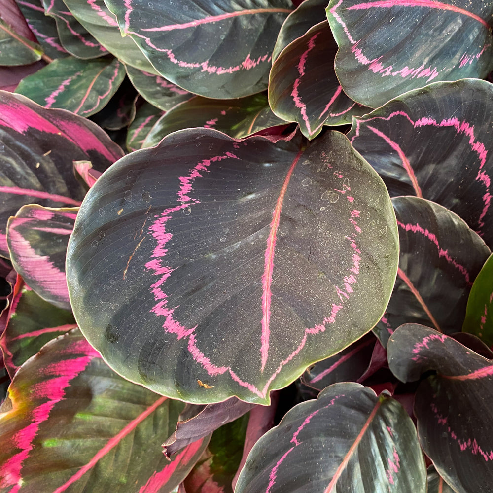 Calathea roseopicta 'Dottie' ~Monrovia® Dottie Calathea-ServeScape