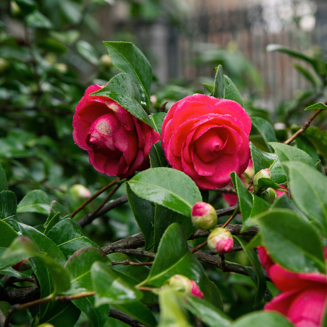 Camellia japonica 'Artic Rose' ~ Artic Rose Camellia-ServeScape