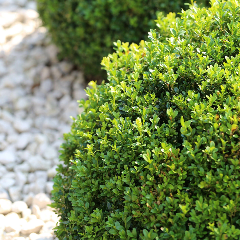 Buxus sinica var. insularis 'RLH-BI' ~ Emerald Knoll Boxwood-ServeScape