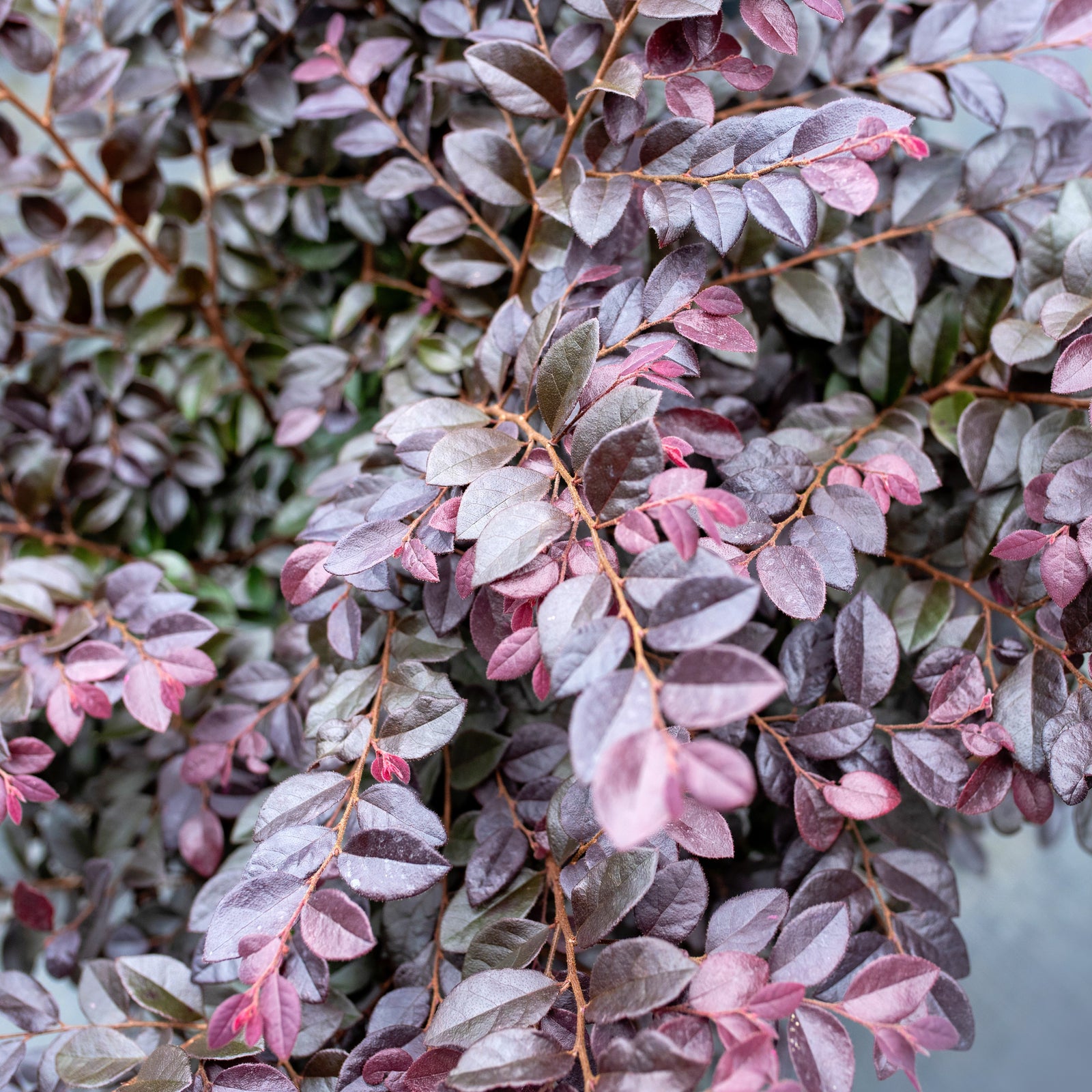 Loropetalum chinense 'Red Chocolate' ~Red Chocolate Fringe Flower-ServeScape
