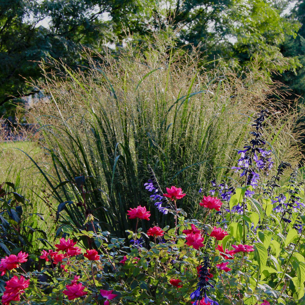 Panicum virgatum 'Gunsmoke' ~ Gunsmoke Switch Grass-ServeScape