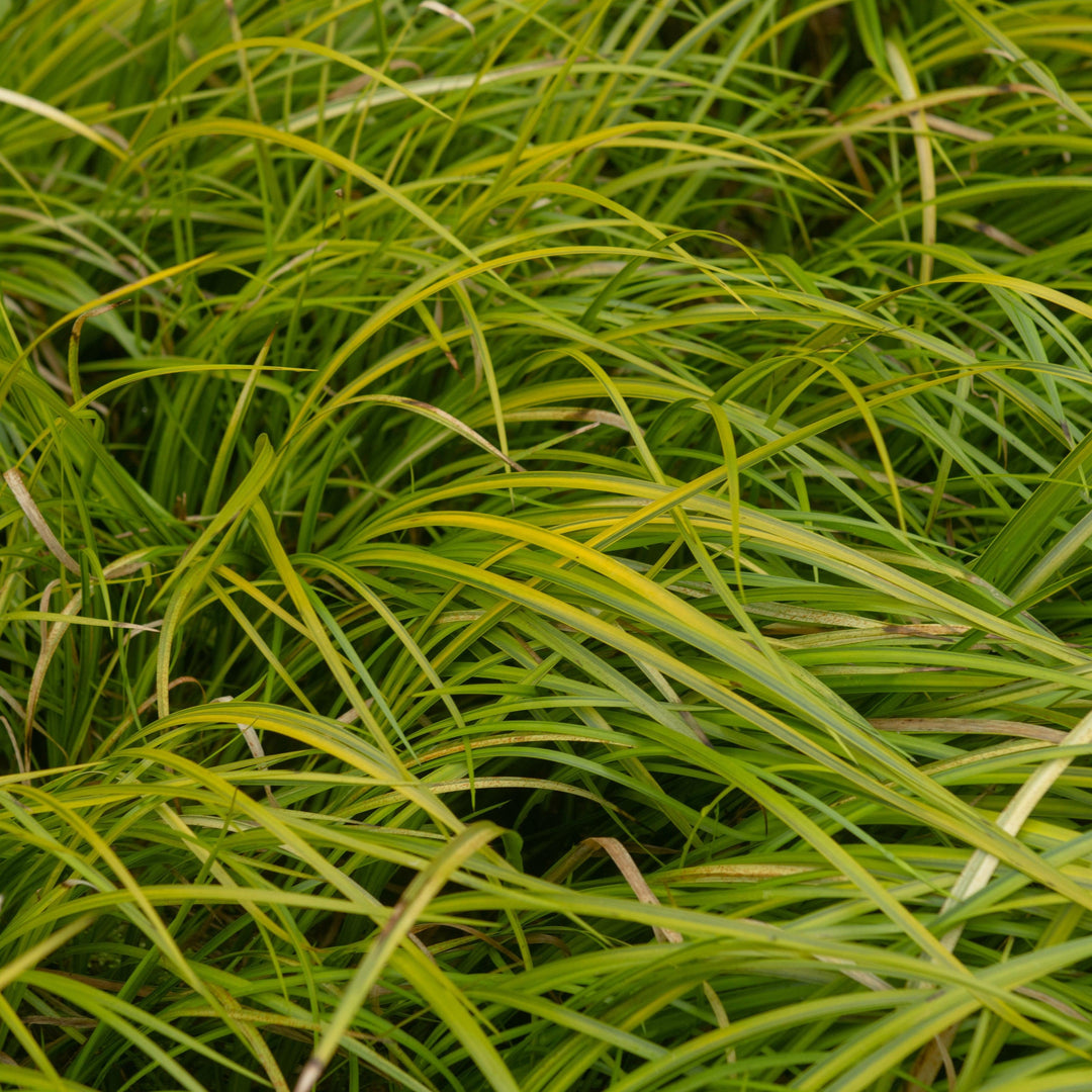 Acorus gramineus 'Oborozuki' ~ Monrovia® Variegated Sweet Flag-ServeScape