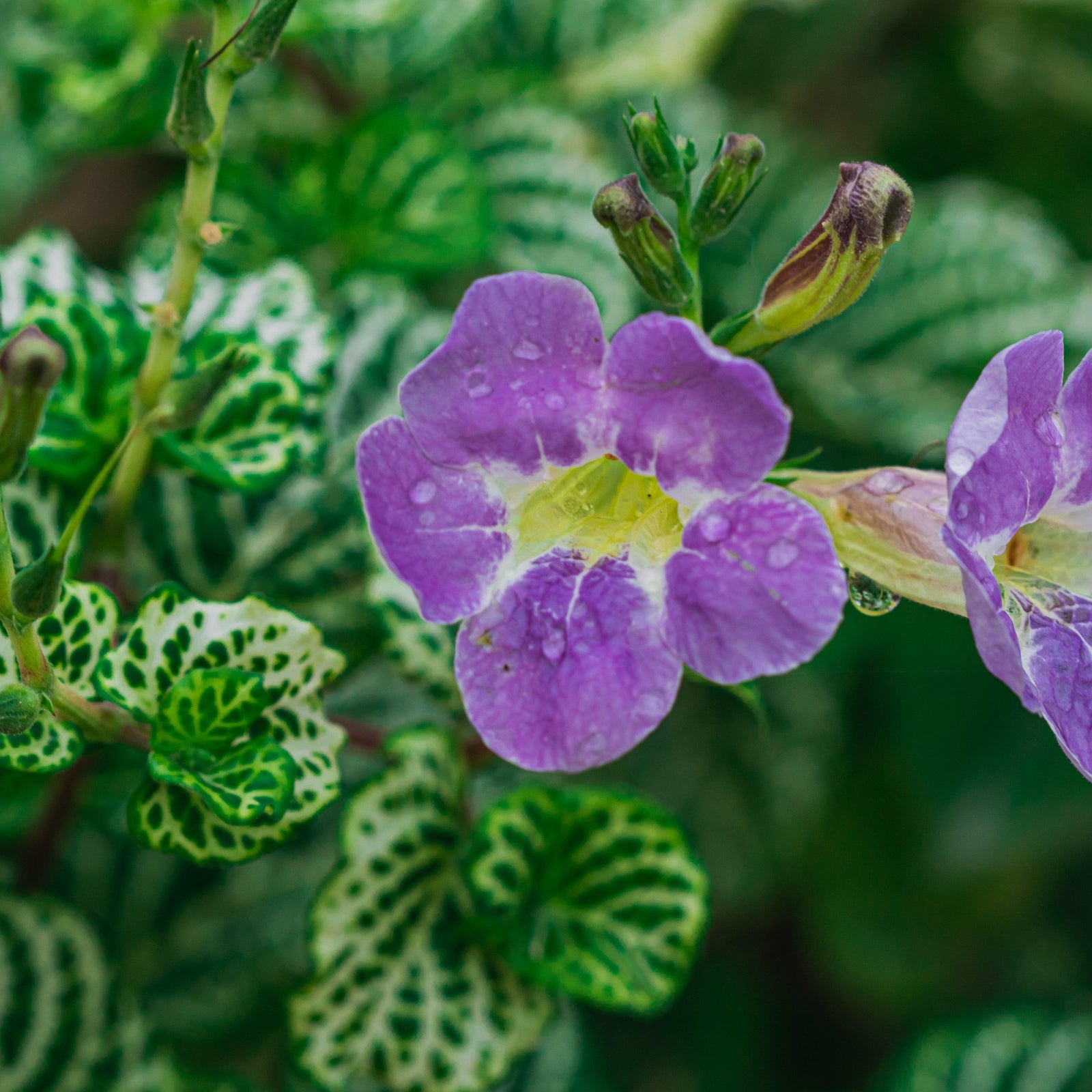 Asystasia gangetica 'You're So Vein' ~ You're So Vein Ganges Primrose-ServeScape