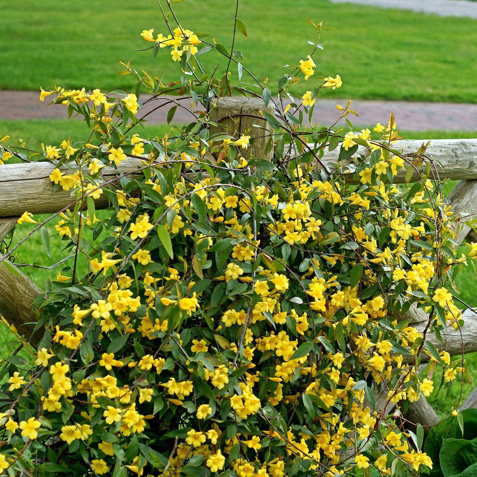 Gelsemium sempervirens 'Margarita' ~ Margarita Carolina Jessamine-ServeScape