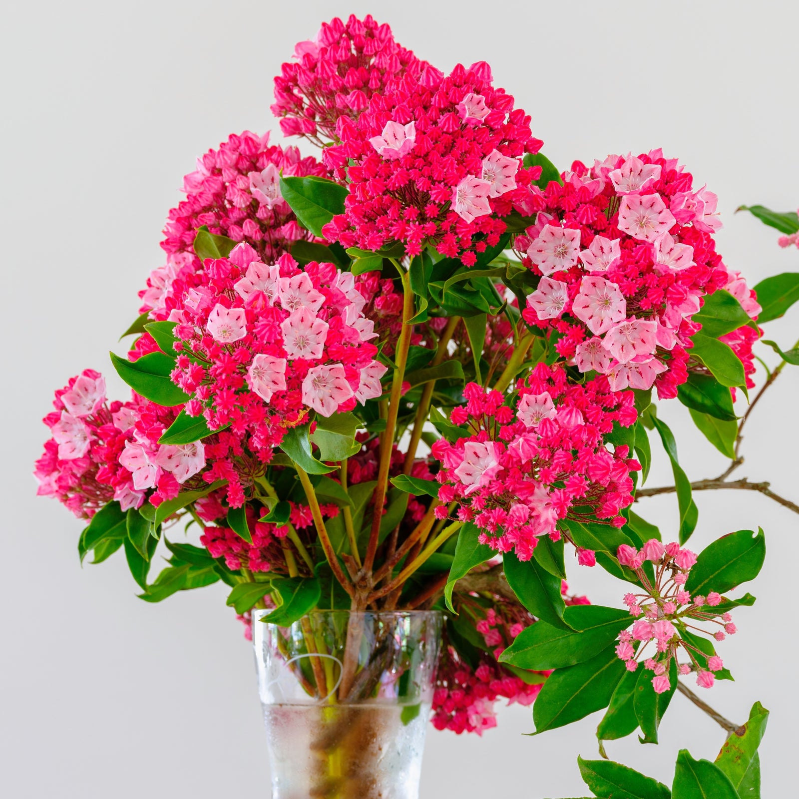 Kalmia latifolia 'Olympic Fire' ~ Olympic Fire Mountain Laurel-ServeScape