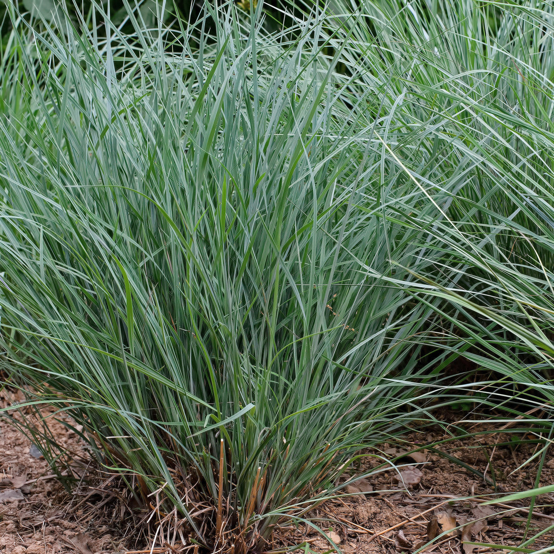 Schizachyrium scoparium 'Twilight Zone' PP27432 ~ Twilight Zone Little Bluestem-ServeScape