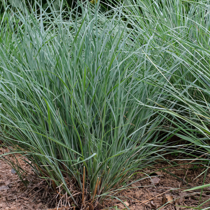 Schizachyrium scoparium 'Twilight Zone' PP27432 ~ Twilight Zone Little Bluestem-ServeScape