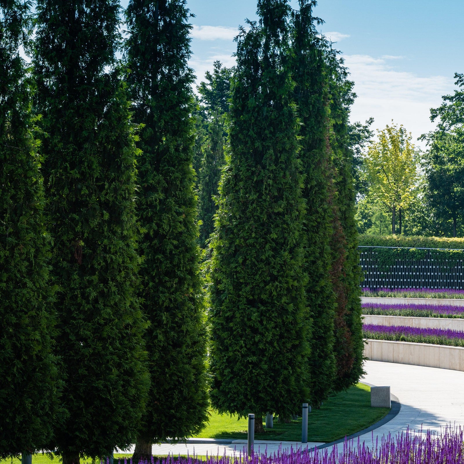 Thuja 'Attapulgus’ ~ Titan® Western Cedar-ServeScape